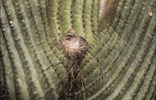 gniazda w kaktusach