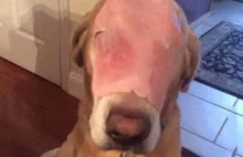 Pies stracił w pożarze całą twarz