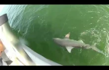 Nieoczekiwany zwrot akcji w odławianiu rekina