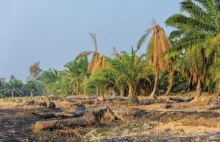 Peru zakazuje wylesiania pod uprawę oleju palmowego