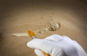 Odnaleziono szczątki ofiar najazdu sprzed 2300 lat na kolonię grecką.