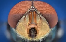 Przepiękne zdjęcia makro Yudy Sauw - owady.