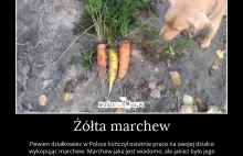 Która z tych marchewek jest prawdziwa?