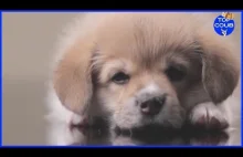 BEST FAILS COMPILATION 2016 | Cute puppy