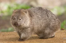Why do wombats do cubic poos? [ENG]