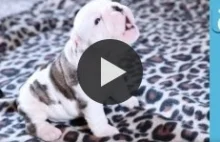 He's so cute! You will want to hug him so bad - Video