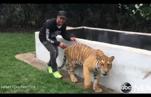 Lewis Hamilton straszy tygrysa
