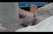 Żółw w zoo