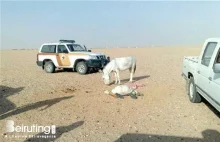 Saudyjczyk zginął podczas próby zgwałcenia osła