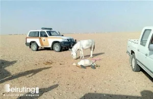Saudyjczyk zginął podczas próby zgwałcenia osła