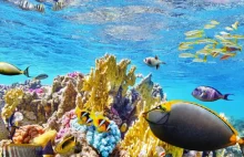 Wielka Rafa Koralowa ginie przez zmiany klimatyczne. Naukowcy alarmują