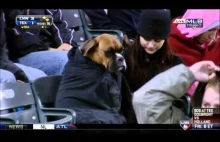 Zabawny zmarznięty pies na turnieju baseball'owym