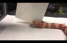 Dwugłowy wąż posila się myszami