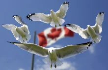 Kanada chce traktować ICO i kryptowaluty jako papiery wartościowe