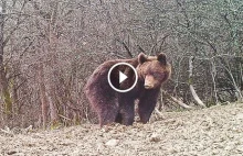 Próbował zrobić selfie z niedźwiedziem