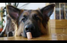 Kadi Owczarek Niemiecki Długowłosy German Shepherd sausage