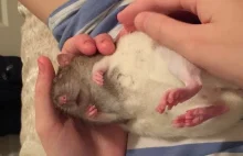 Cuddly Rat! (Shadow Enjoying being Petted