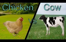 Chicken VS Cow ||RAP BATTLE