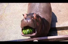 Hipopotamek je arbuzek