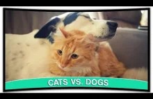 Funny Cats and Dogs - Cats Vs. Dogs | Funny Animals Compilation