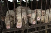 Litwa walczy z pomorem świń