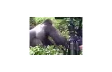 gorilla vs. ranger