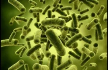 Gdzie w domu jest najwięcej bakterii?