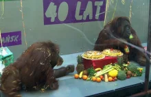 Stuknęła im 40-tka! Impreza urodzinowa jedynych w Polsce orangutanów