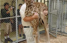 To tak waży się żyrafę? o_O
