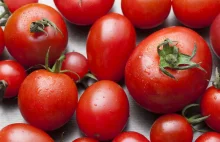 Pomidory - jak wybrać najlepsze i kiedy są trujące? - Przepisy dietetyczne...