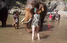 Nigdy nie wkurzaj słonia