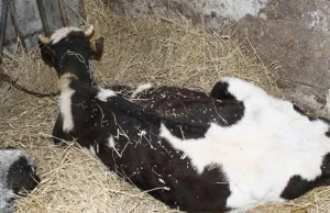 18 krów padło z głodu. 24-latka znęcała się nad zwierzętami