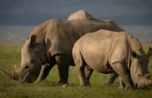 Śmierć nosorożca białego północnego. Na świecie zostało zaledwie sześć osobników