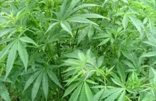 Polacy złapani z 17 kg marihuany