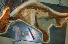 Znaleziono szkielet 3-letniego dinozaura w nienaruszonym stanie.