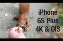 Wiewiórki i sikorki w Łazienkach Królewskich zarejestrowane iPhonem 6S+ w 4K
