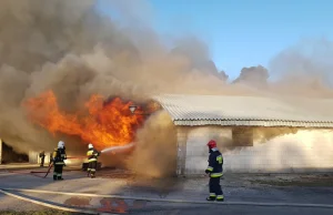 Pożar fermy na Suwalszczyźnie. Zginęło ponad 2,5 tysiąca tuczników.