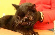Fundacja "Kocia Dolina” dostała ponad 6 tysięcy. A kot wcale nie był ranny!