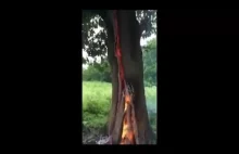 Drzewo po uderzeniu pioruna