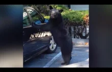 Niedźwiedź otwiera sobie drzwi w samochodzie i bawi się klaksonem