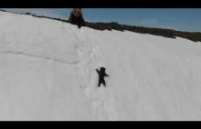Dron tragicznie płoszy niedźwiedzicę z małym