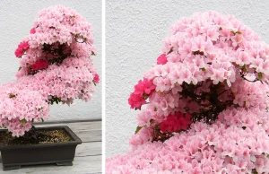 Najpiękniejsze drzewka bonsai