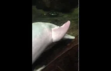 Delfin masturbuje się przy użyciu ryby.