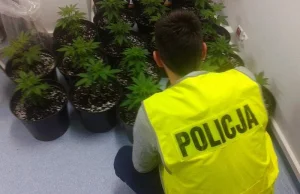 GORZÓW WLKP: Policjanci odkryli plantację marihuany. 19 ukrytych donic