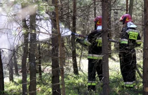 Węgliniec: ktoś podpala las. Wyznaczono nagrodę