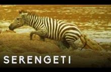 Zebra vs krokodyl Serengeti National Park BBC...