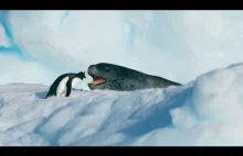 Pingwin kontra lew morski.