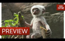 Podrzucona animatroniczna małpa wywołuje nieoczekiwaną reakcję u Langurów