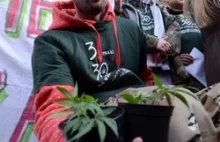 Marihuana dla niepełnosprawnego? Prokuratura bada sprawę