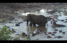 Hipopotam, który miał apetyt na ogon pewnego słonia. Tanzania.